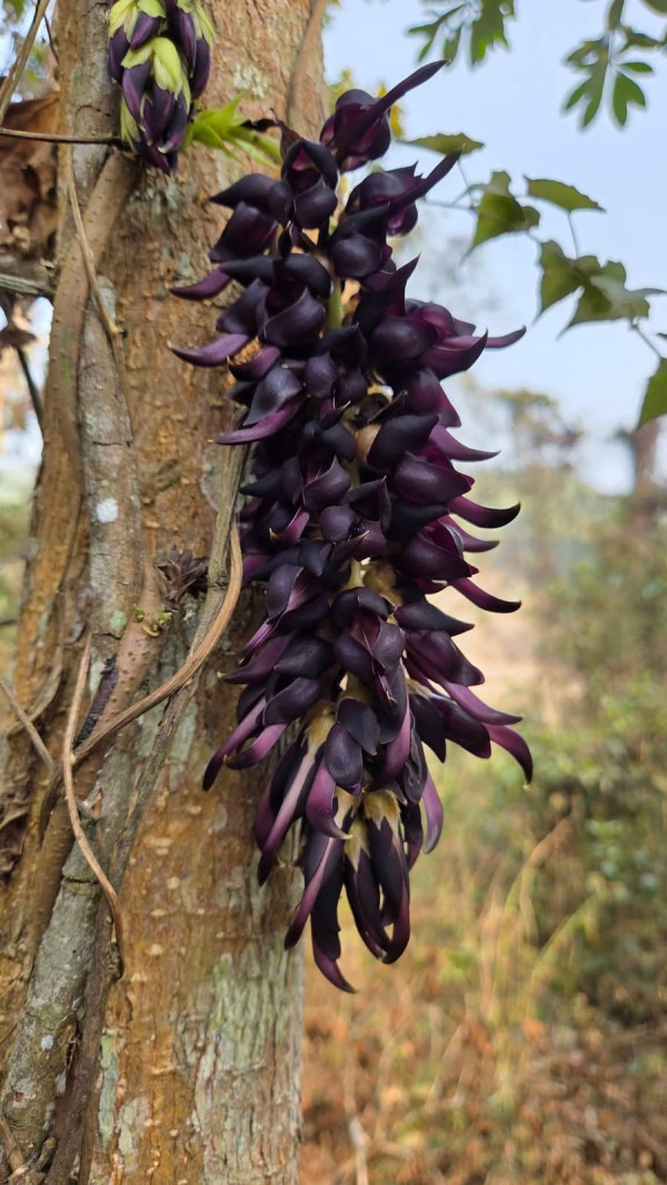 Bandor Kekua or Mucuna pruriens