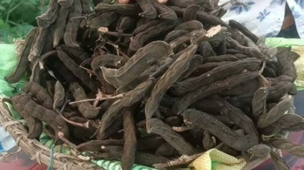 Bandor Kekua or Mucuna pruriens