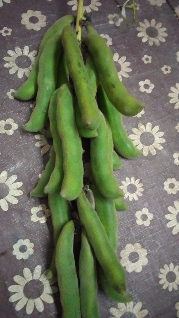 Bandor Kekua or Mucuna pruriens