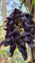 Bandor Kekua or Mucuna pruriens