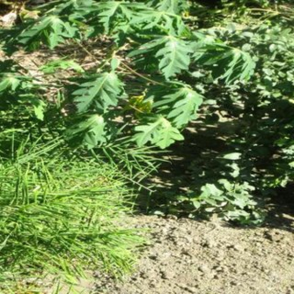 Rare Medicinal Plants in Assam