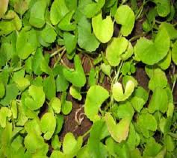 Rare Medicinal Plants in Assam