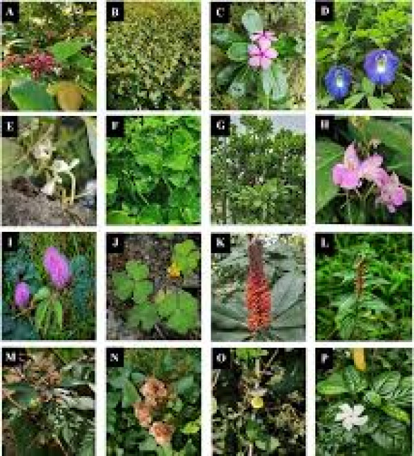 Rare Medicinal Plants in Assam
