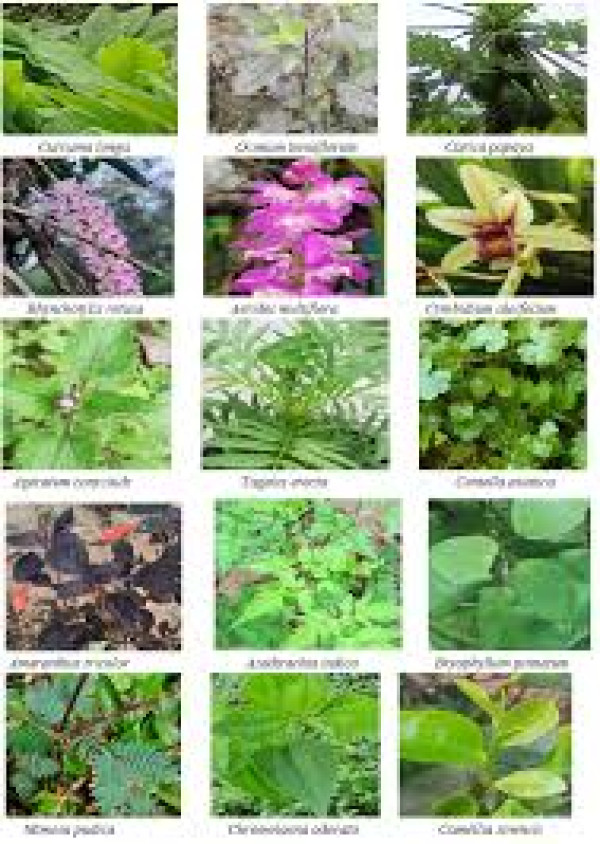 Rare Medicinal Plants in Assam