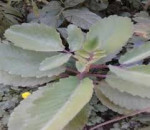 Rare Medicinal Plants in Assam