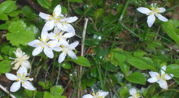 Mishmi Tita (Coptis teeta) plant