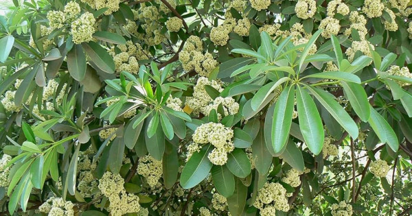 Satiyan Gachh (Alstonia scholaris) plant