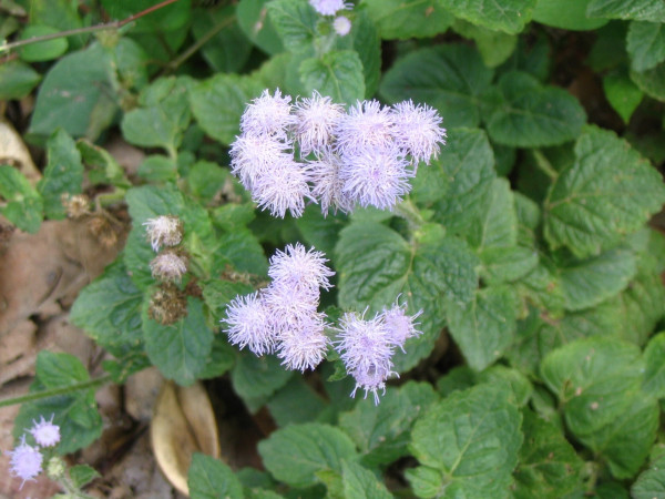 Ageratum conyzoides (Germany Bon) plant