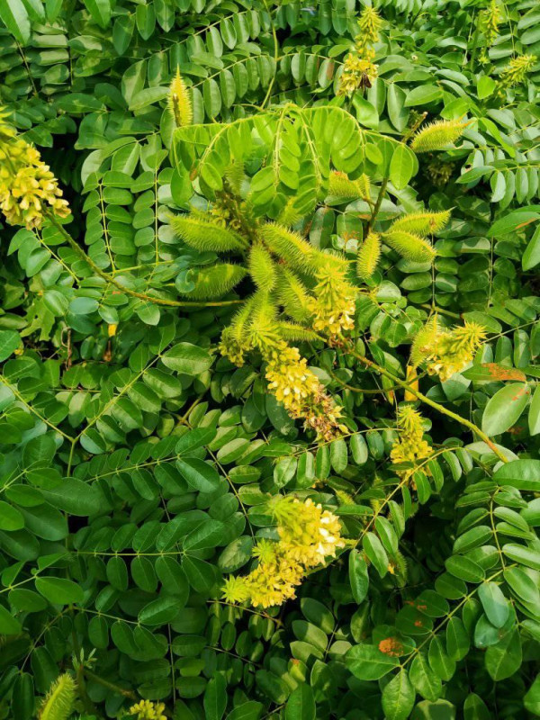 Lataguti (Caesalpinia bonduc) plant