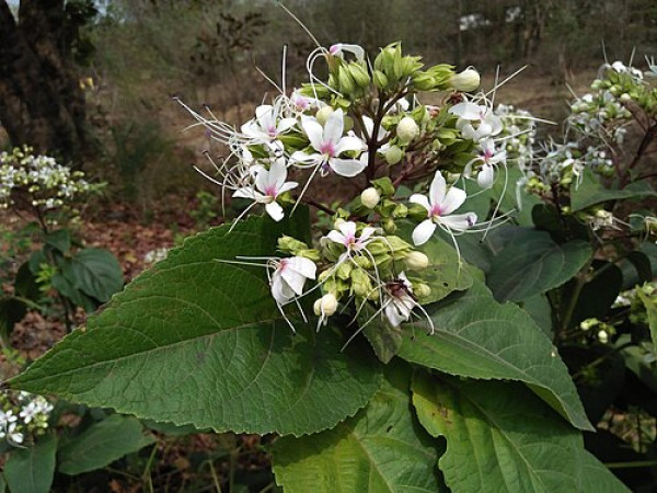 Dhopat Tita (Clerodendrum infortunatum) plant