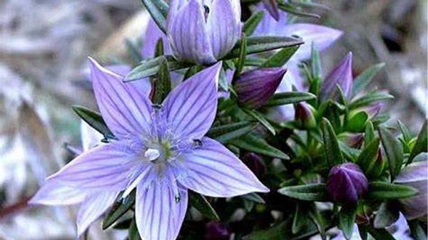 Swertia chirata (Chirata) plant