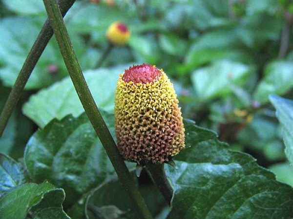 Spilanthes acmella (Piraja)