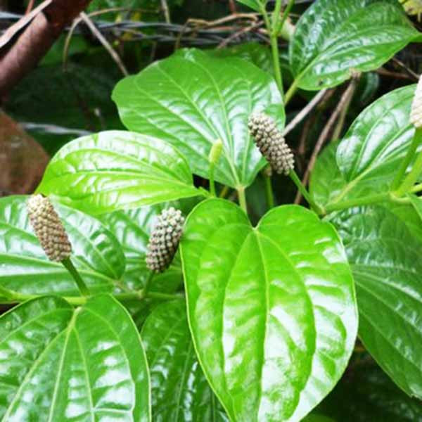 Piper longum (Pipoli) plant