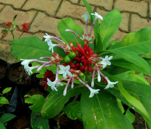 Rauwolfia serpentina (Sarpagandha) plant