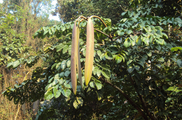 Oroxylum indicum plant