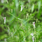 Kalmegh (Andrographis paniculata) plant