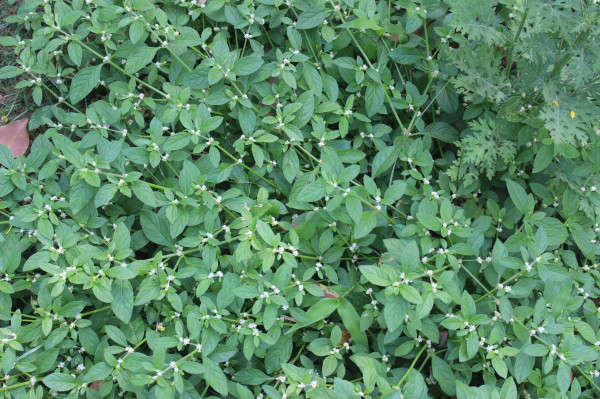 Matikaduri (Alternanthera sessilis) plant