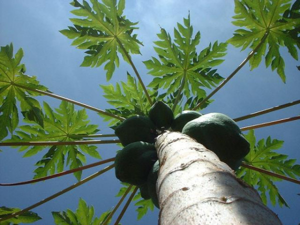 Amita (Carica papaya) plant