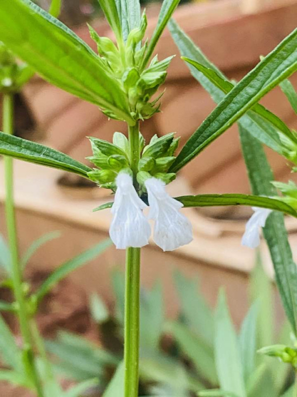 Durun Bon (Leucas aspera) plant