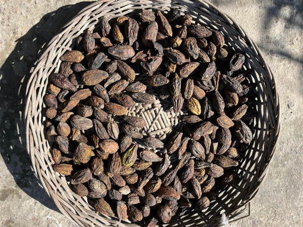 Hilikha (Terminalia chebula)