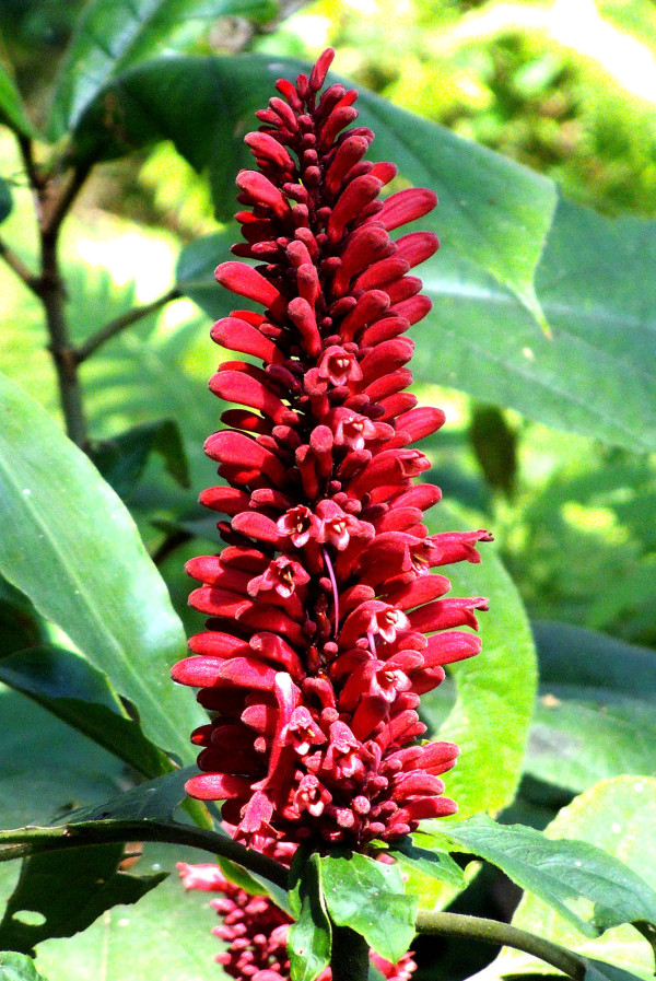 Titaphul (Phlogacanthus thyrsiflorus)