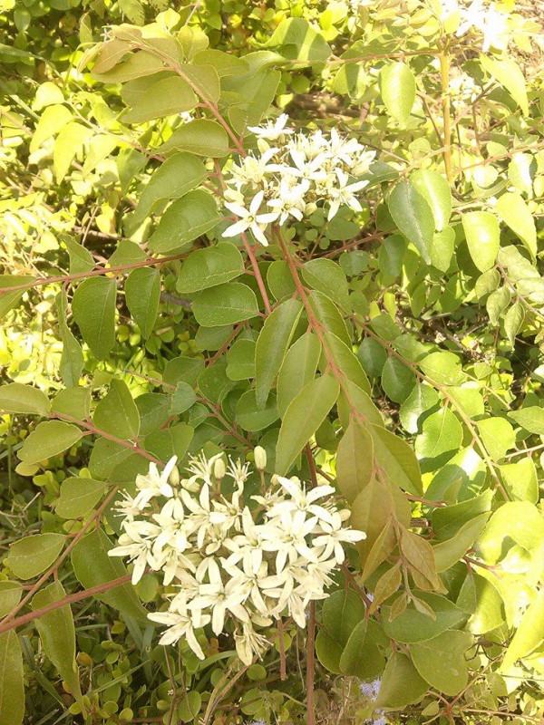 Curry Leaves (Murraya koenigii)