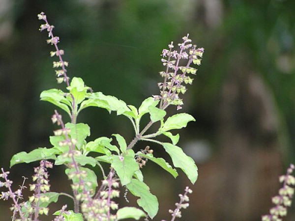Tulsi (Ocimum tenuiflorum)