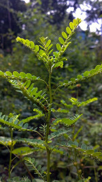 Bhui Amla (Phyllanthus niruri / Phyllanthus fraternus)