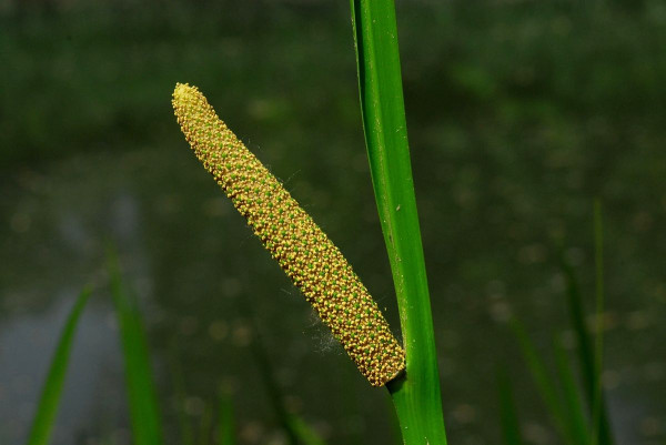 Acorus calamus or Boch Tree