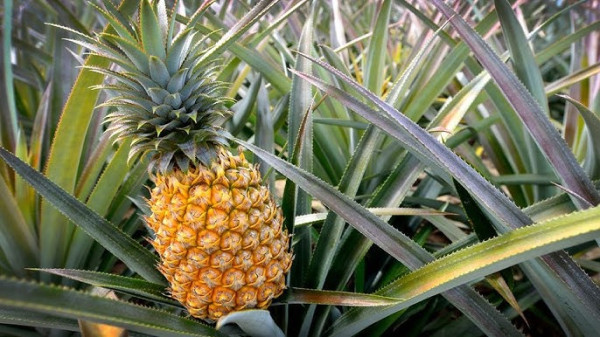 Ananas comosus Linn or Keteki kontal