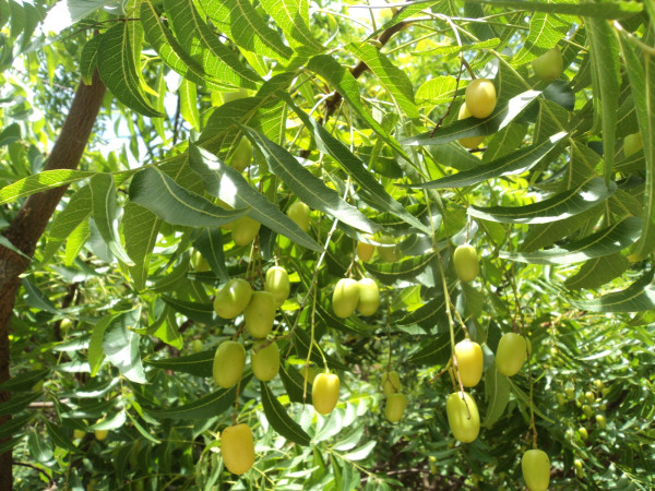 Azadirachta indica (A. Juss.) or Moha neem tree