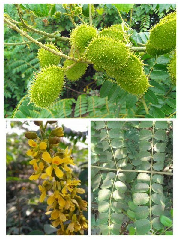 Caesalpinia bonducella  or Letagooti