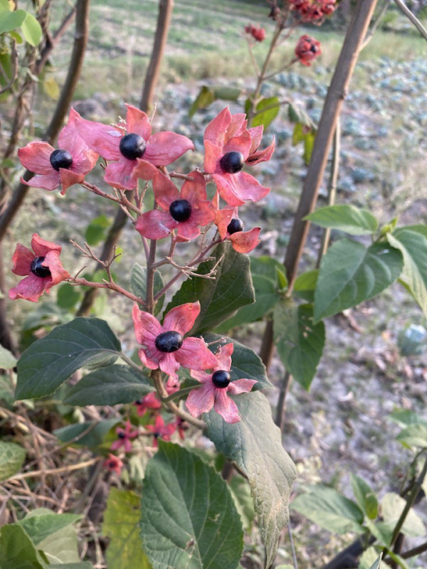Clerodendron colebrookianum or Pakkom