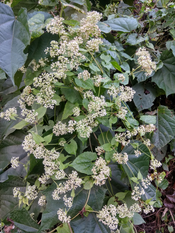 Mikania micrantha or Japanilota