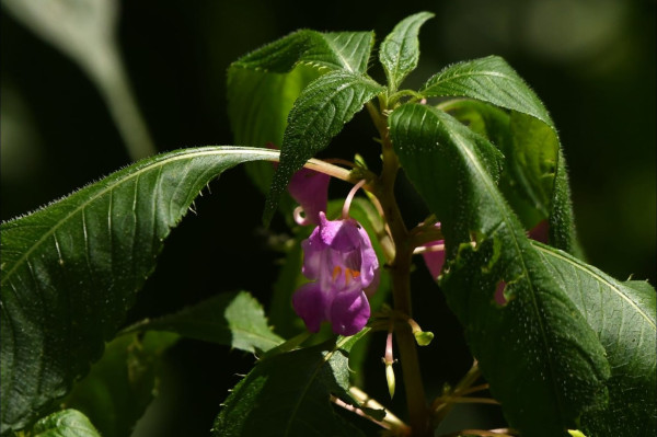 Impatiens tripetala or Koriabijol