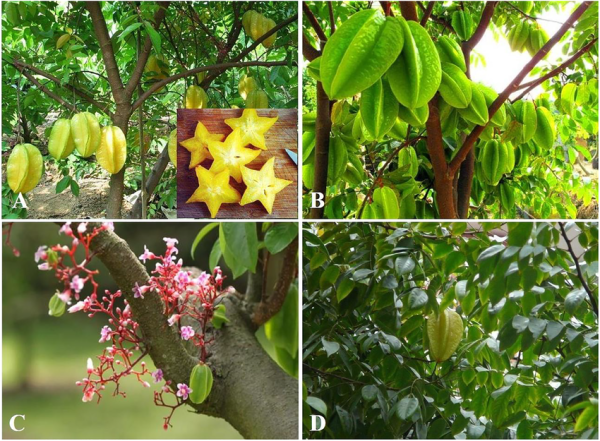 Averrhoa carambola fruit