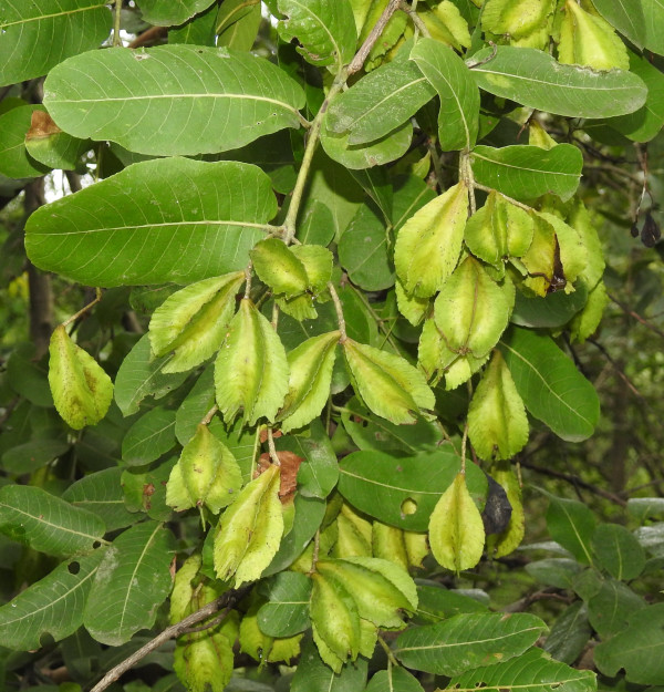 Terminalia arjuna