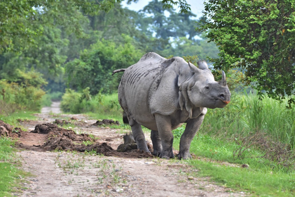 One-horned rhinoceros at Kaziranga National Park