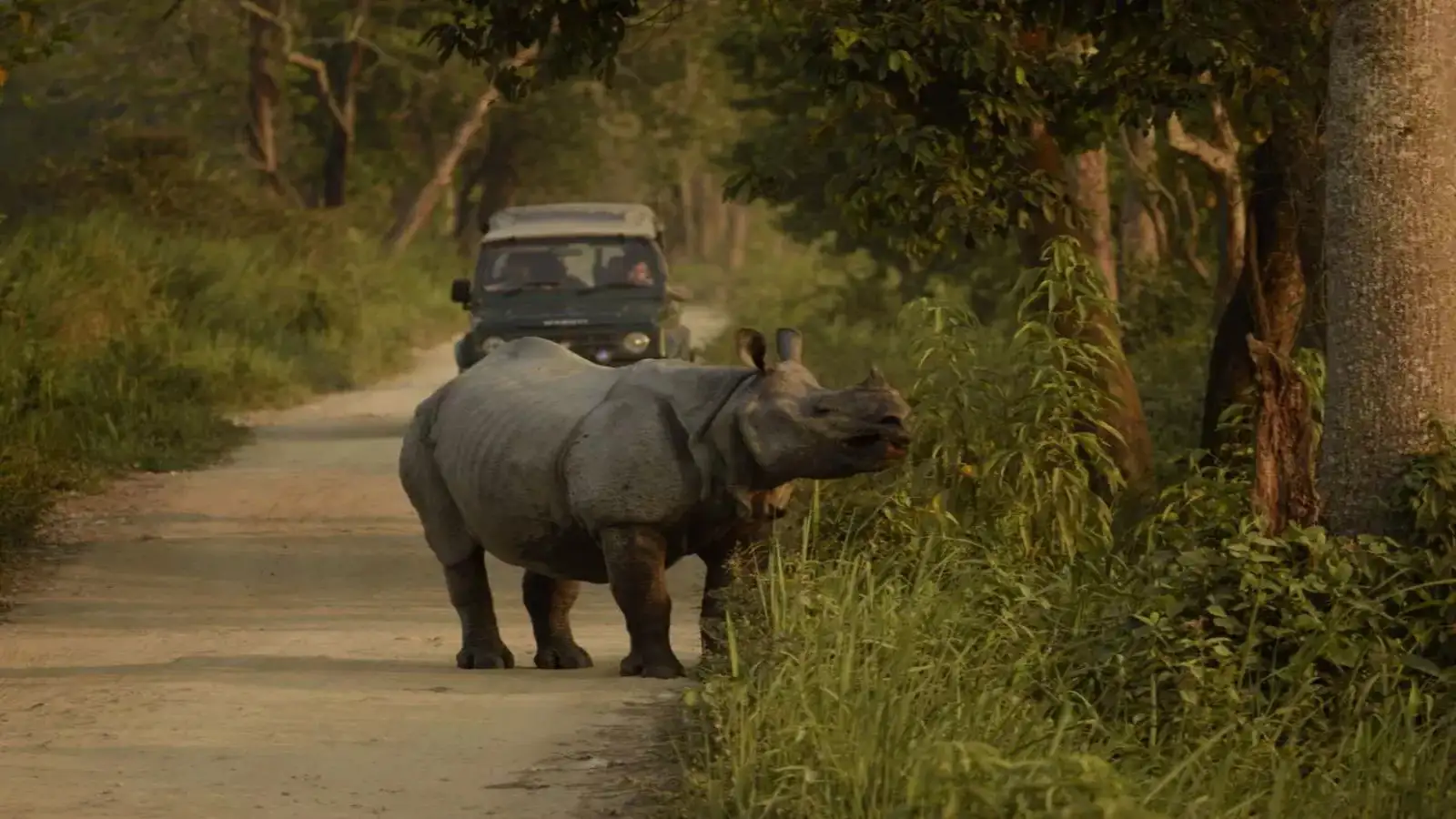 One-horned rhinoceros at Kaziranga National Park