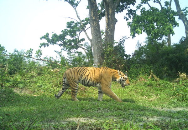 Tigers at Manas National Park