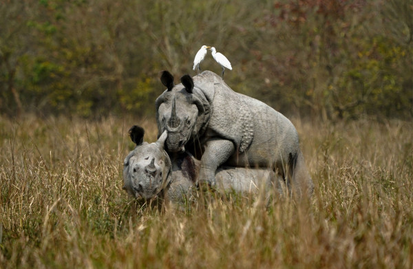 Pobitora Wildlife Sanctuary