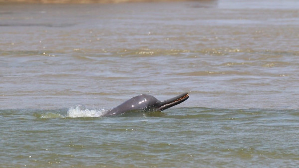 Gangetic river dolphins at Dibru-Saikhowa National Park