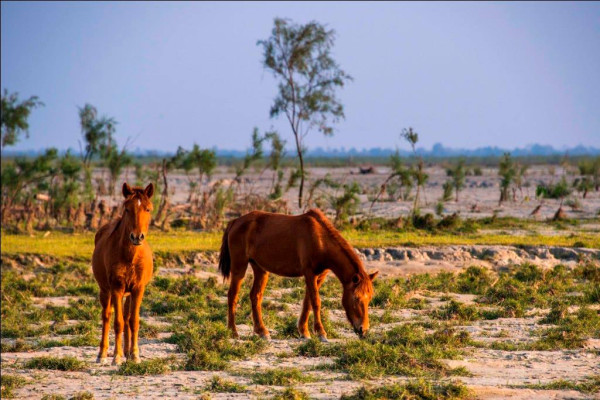 Feral horses at Dibru-Saikhowa National Park