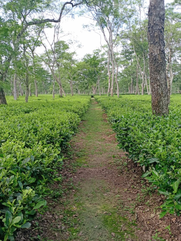 Jorhat – Tea Capital of the World
