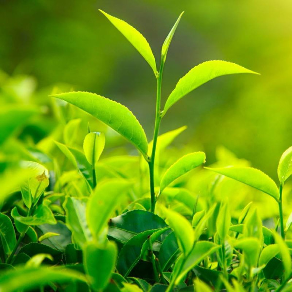 Jorhat – Tea Capital of the World