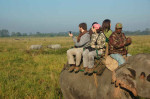 Elephant Safari at Kaziranga National Park
