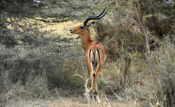 Assam State Zoo cum Botanical Garden