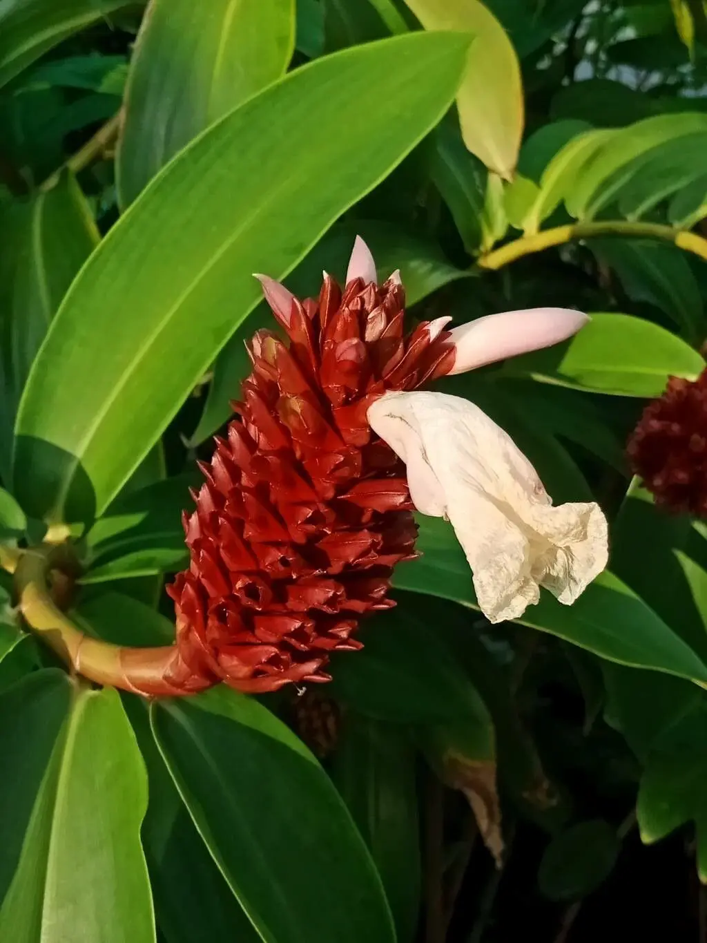 Jomlakhuti (Hellenia speciosa)