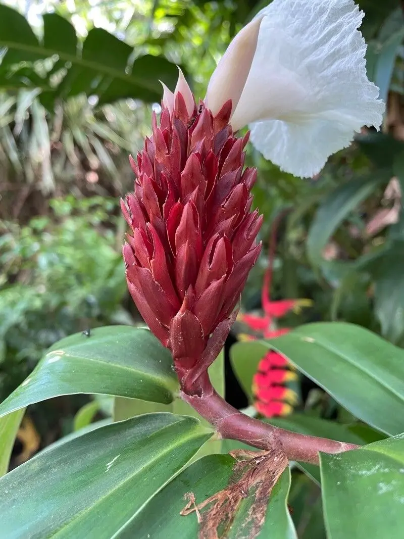Jomlakhuti (Hellenia speciosa)