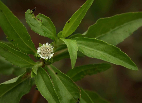 Kehraj (Eclipta prostrata)